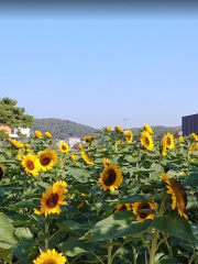 韓國花卉公園