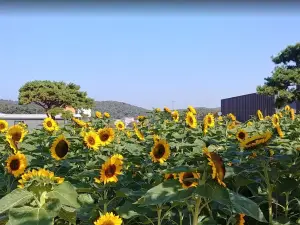 Korea Flower Park