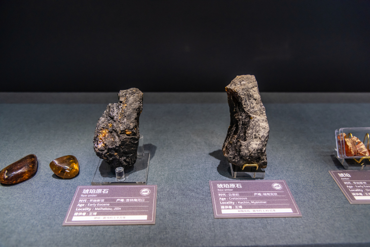 Amber Museum