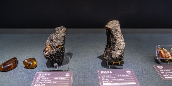 Amber Museum