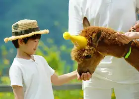 Alpaca World