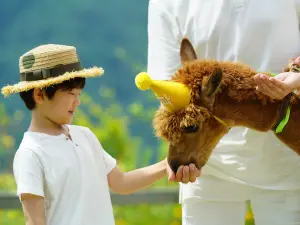 Alpaca World