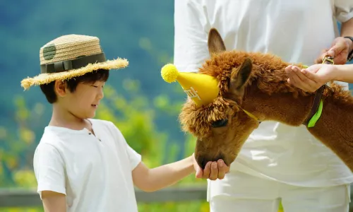 Alpaca World