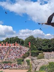 Le Bal des Oiseaux Fantômes