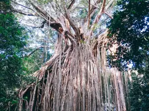 Fig Tree Play Ground