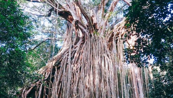 Fig Tree Play Ground