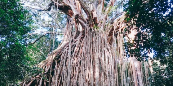 無花果樹遊樂園