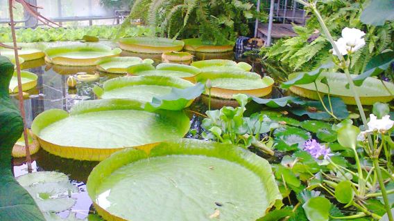 Botanical Garden