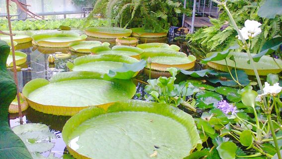 Ботанический сад Университет Киль