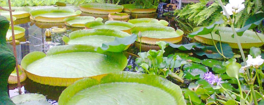 Botanical Garden