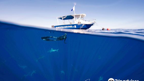 One Ocean Diving