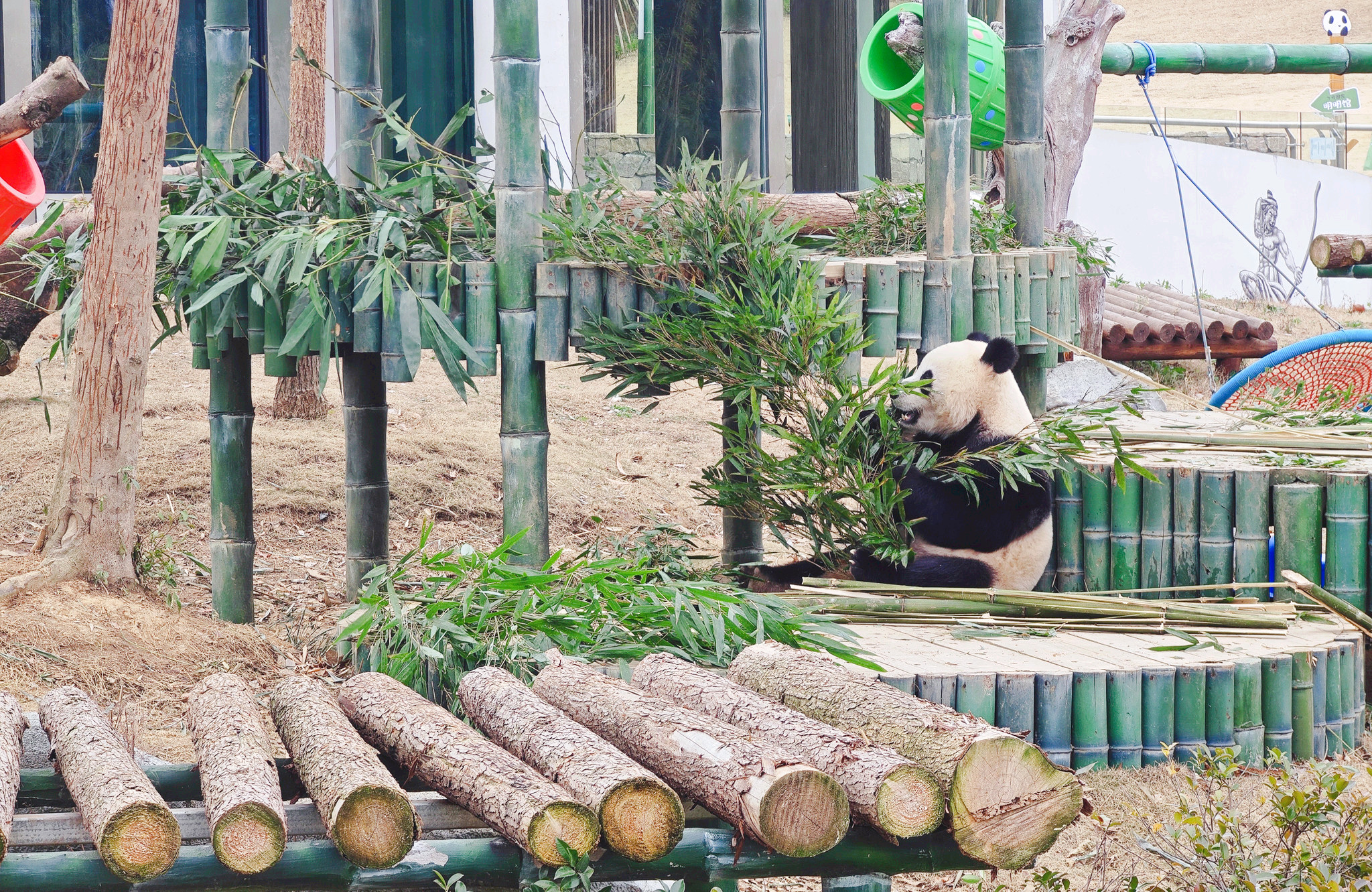 Yueyang Chinese Giant Panda Garden