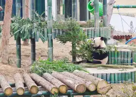 岳陽中華大熊貓苑