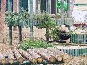 악양 중화 자이언트 판다 공원