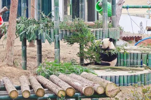 Yueyang China Panda Garden
