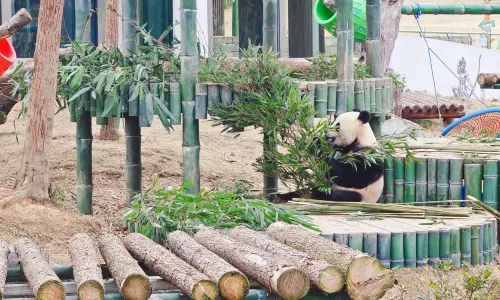 Yueyang China Panda Garden