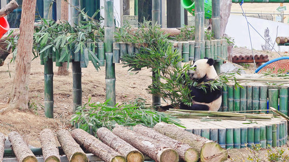 Yueyang Chinese Giant Panda Garden