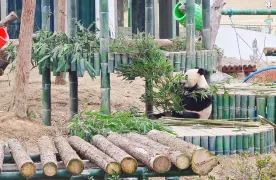 Yueyang Chinese Giant Panda Garden