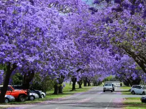 Grafton Jacaranda Festival