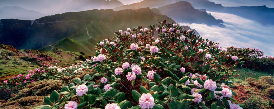 우배산(뉴베이산)
