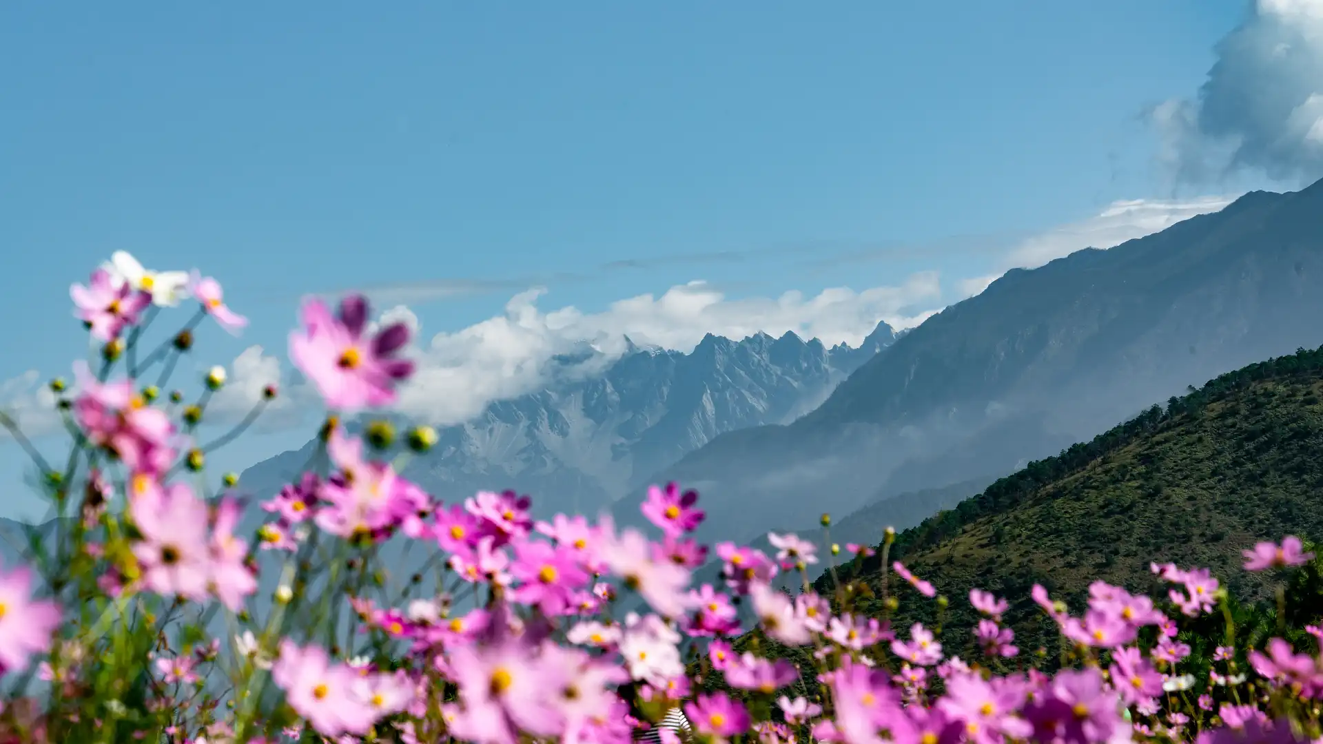 Hotels near Flower Field