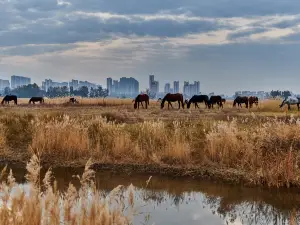 Saihantal Urban Prairie