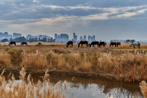Saihantal Urban Prairie