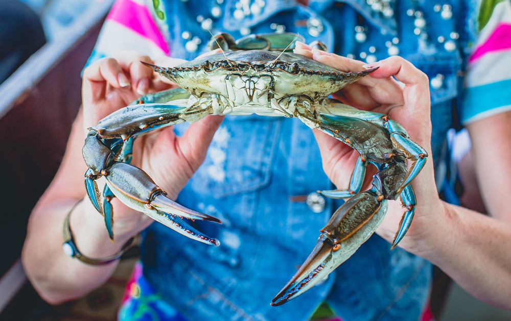 44th Annual World Famous Blue Crab Festival | Little River