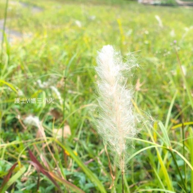 #蕉坑自然教育徑，小孩狗狗共享郊遊樂