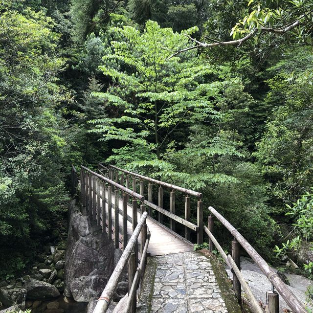 世界遺産ー屋久島