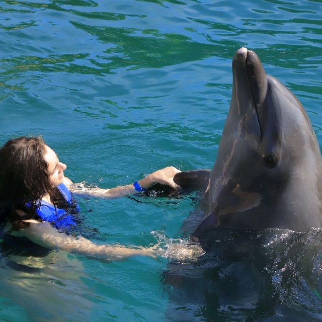 We swam with the dolphins!! 