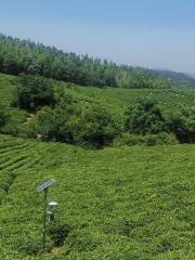 黄龍金陵茶文化観光村