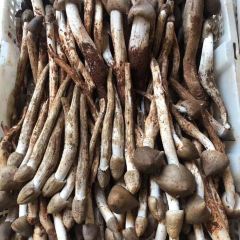 晏氏巷子鱼庄(米易店) User Photo