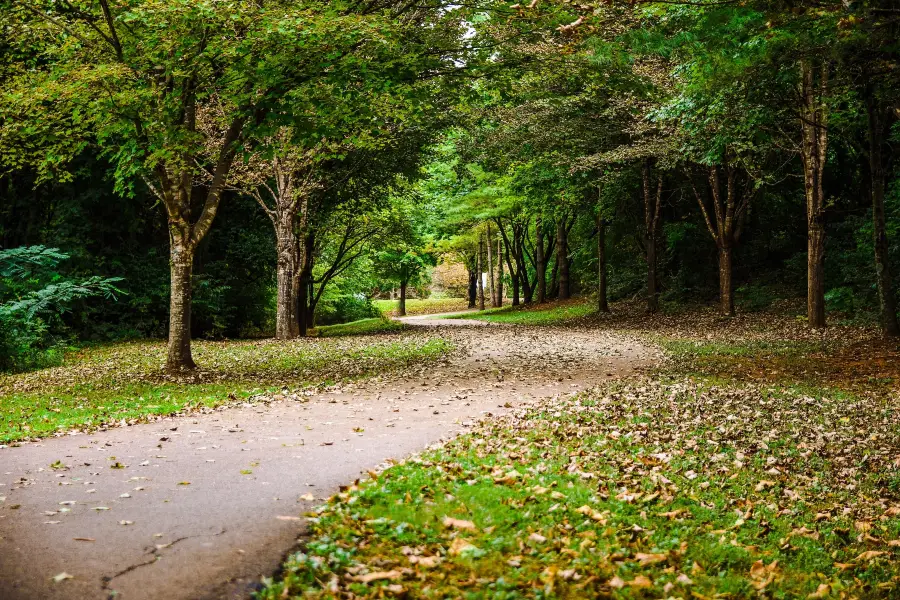 Tree Garden Of South China Agricultural University