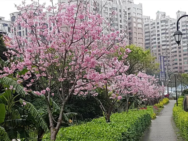 【櫻花季】粉紅大爆發,新北13處賞櫻勝地推薦打卡熱點一次看
