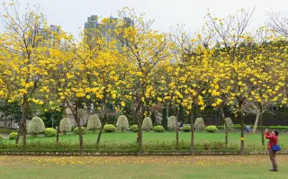 香港賞花21 全年賞花時間表12大品種開花時間 地點一覽遊記攻略 Trip Com遊玩攻略