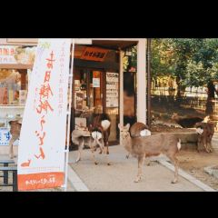 Kasuga Ninai Jyaya User Photo