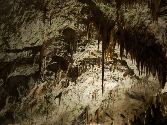 Postojnska Caves