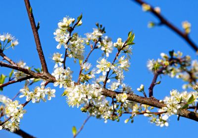 Lixiang Flower Sea Tourist Park