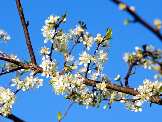 Lixiang Flower Sea Tourist Park