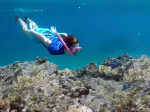 珊瑚海岸潛水
