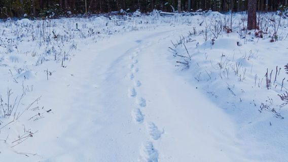 Daliangzihe National Forest Park