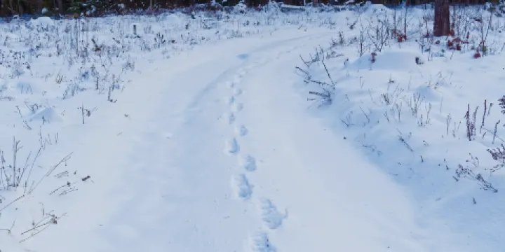 大亮子河國家森林公園