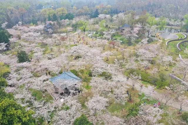 Cherry Blossom Viewing in Nanjing