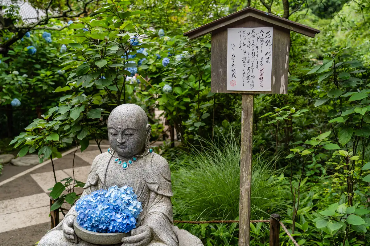繡球花 | 明月院