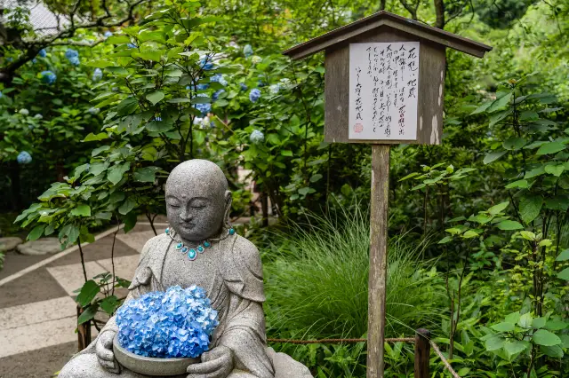 Hydrangea Viewing in Kamakura