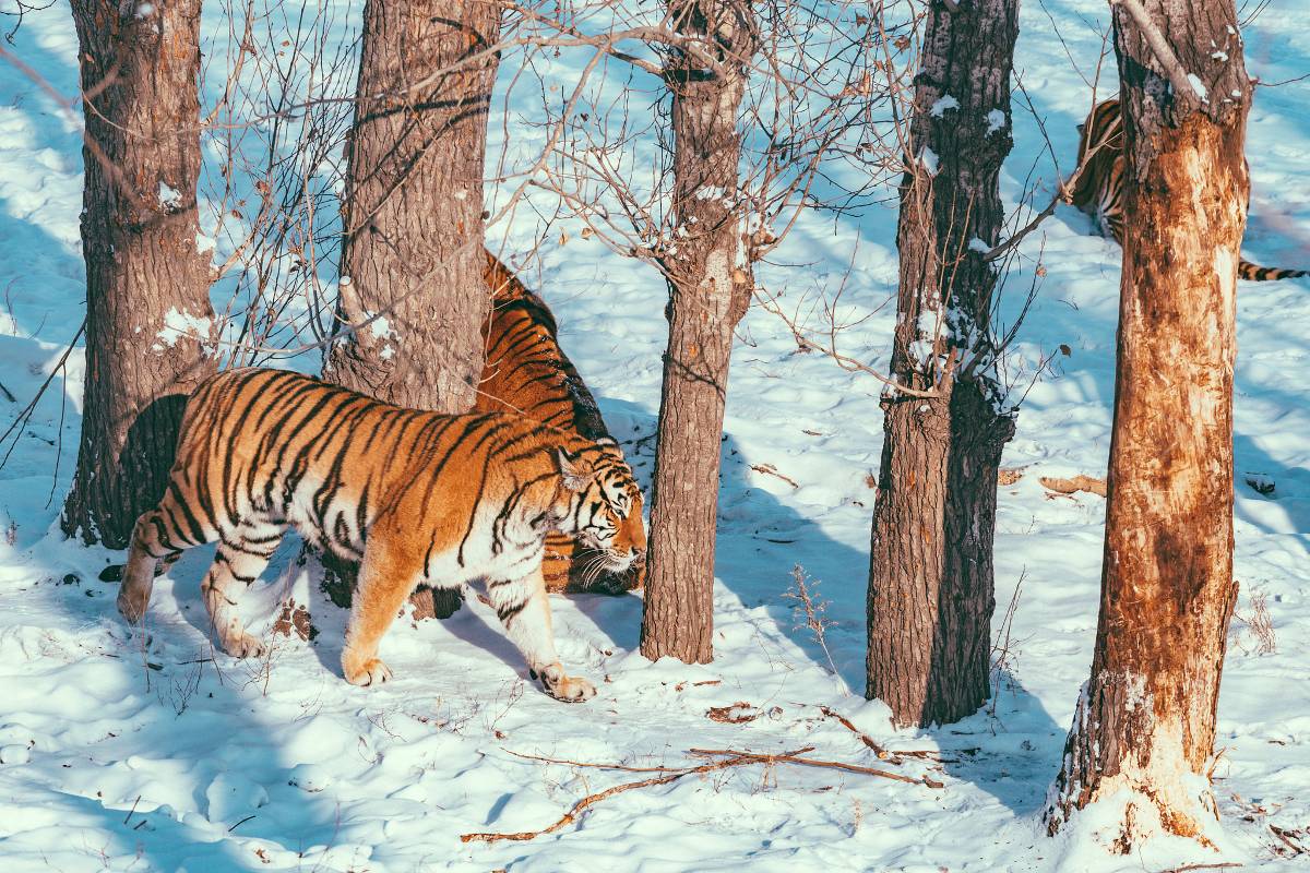 Где находится Парк тигров в Пекине