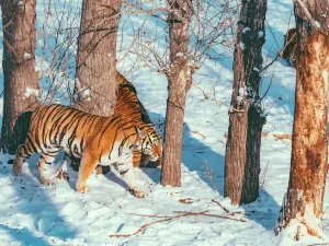 Siberia Tiger Park