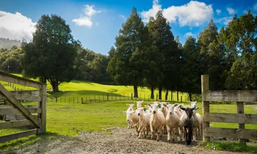 Sheepworld