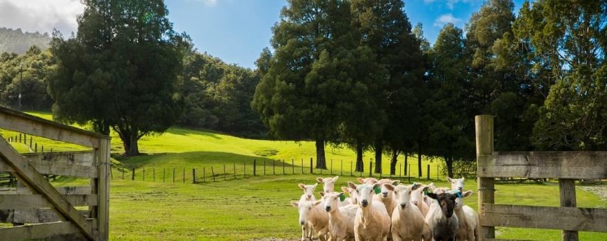 Sheepworld Farm Park